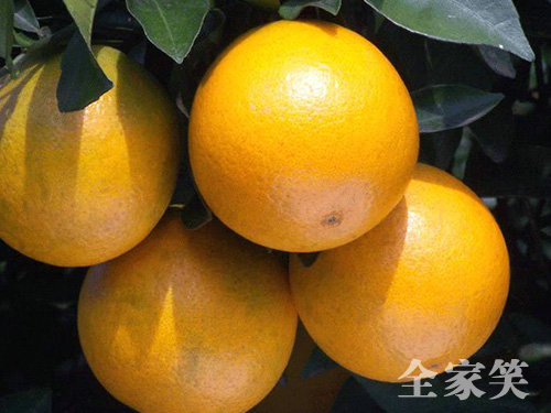 冰糖橙（圖七）