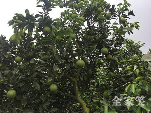 紐荷爾臍橙基地（圖四）