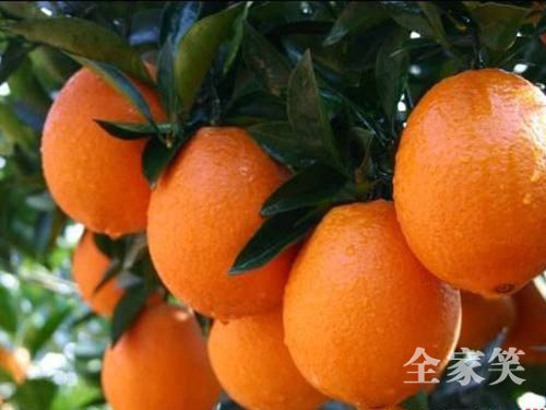 紐荷爾臍橙基地（圖五）