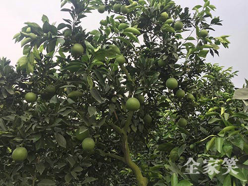 紐荷爾臍橙基地（圖三）