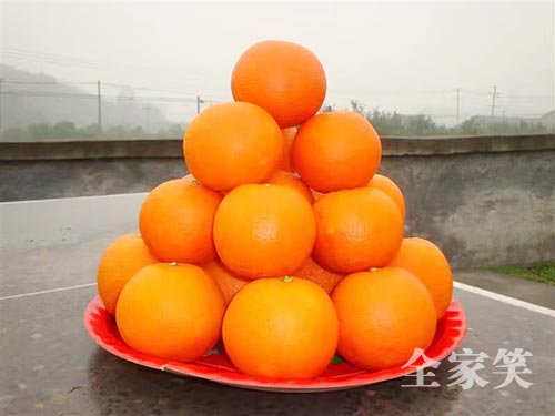冰糖橙（圖六）