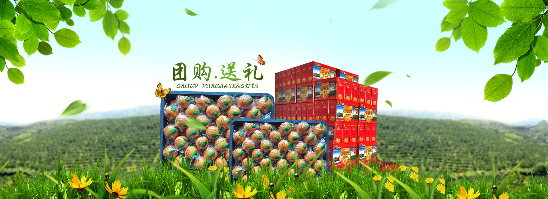 洪江市太平柑桔專業合作社_全家笑柑桔|洪江市柑桔|洪江市冰糖橙|紐荷爾臍橙